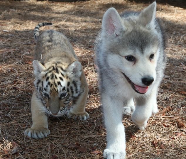 High Quality the alpha pup vs the kitten Blank Meme Template