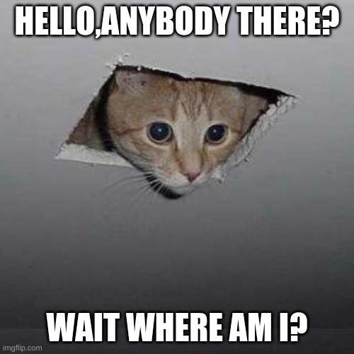 Runaway cat | HELLO,ANYBODY THERE? WAIT WHERE AM I? | image tagged in memes,ceiling cat | made w/ Imgflip meme maker
