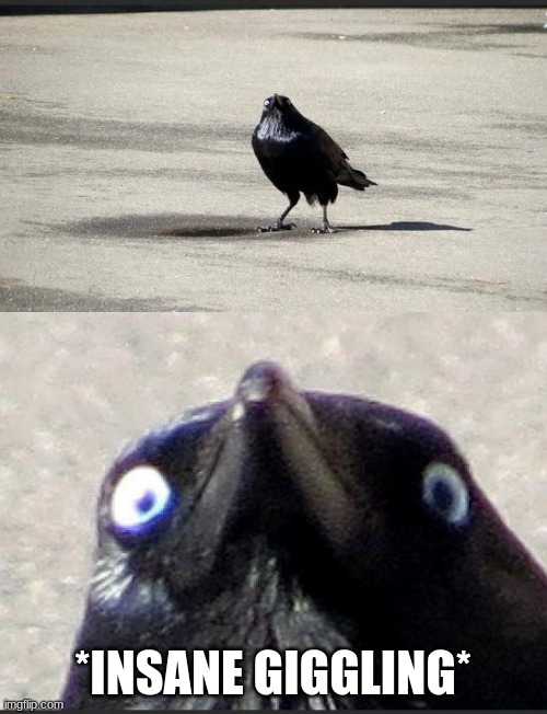 insanity crow | *INSANE GIGGLING* | image tagged in insanity crow | made w/ Imgflip meme maker
