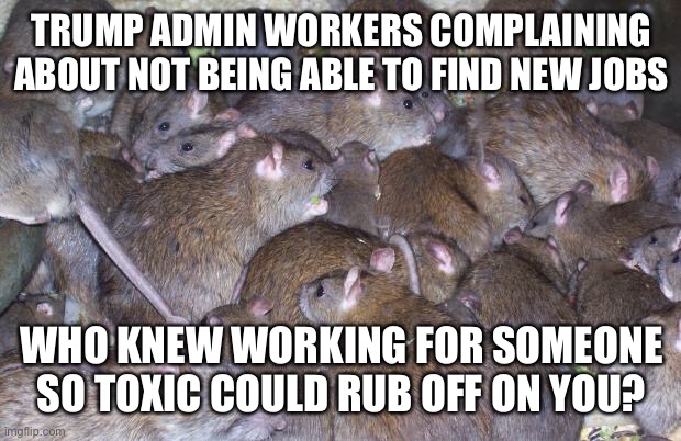 Makes you almost feel bad for the fleas on these rats. Almost | TRUMP ADMIN WORKERS COMPLAINING ABOUT NOT BEING ABLE TO FIND NEW JOBS; WHO KNEW WORKING FOR SOMEONE SO TOXIC COULD RUB OFF ON YOU? | image tagged in rats | made w/ Imgflip meme maker