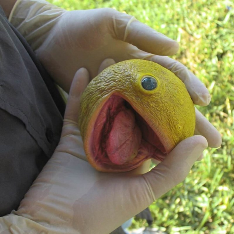 yE Blank Meme Template