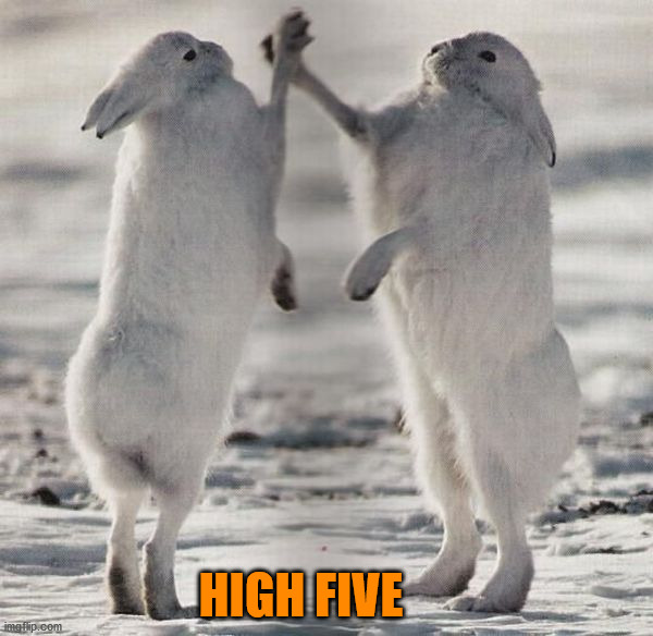 HIGH FIVE | image tagged in bunnies | made w/ Imgflip meme maker