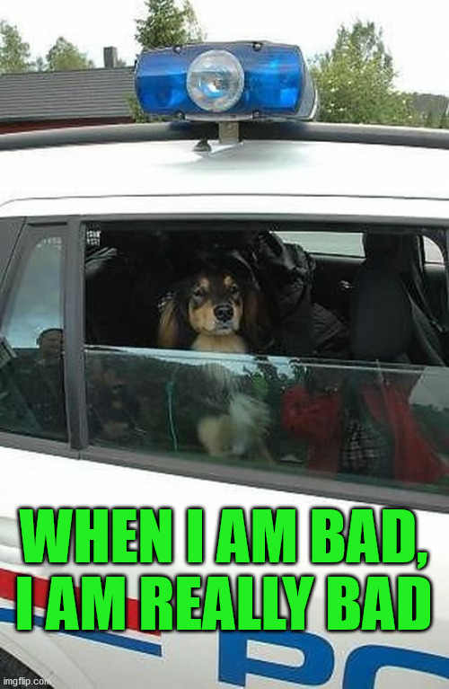 WHEN I AM BAD, I AM REALLY BAD | image tagged in dogs,police | made w/ Imgflip meme maker