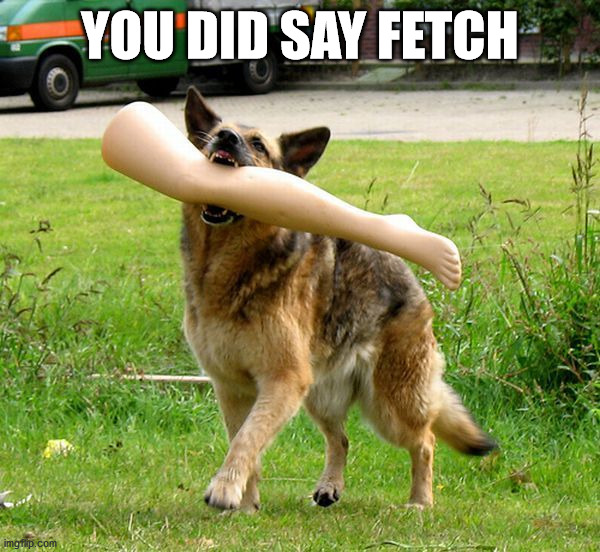 YOU DID SAY FETCH | image tagged in dogs | made w/ Imgflip meme maker
