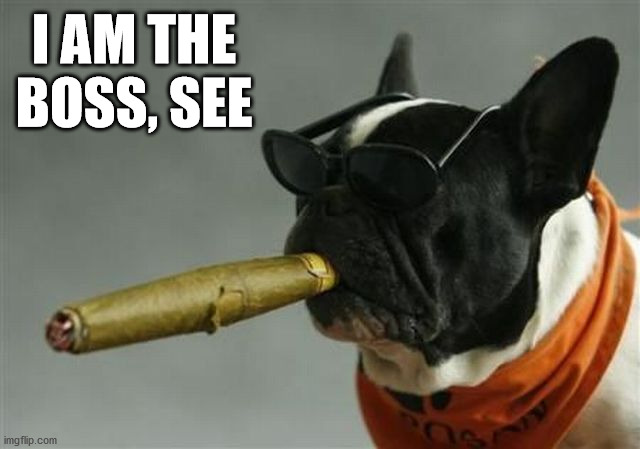 I AM THE BOSS, SEE | image tagged in dogs | made w/ Imgflip meme maker