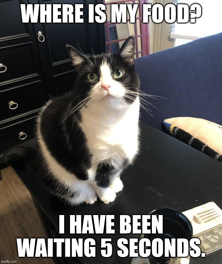 WHERE IS MY FOOD? I HAVE BEEN WAITING 5 SECONDS. | image tagged in cats | made w/ Imgflip meme maker