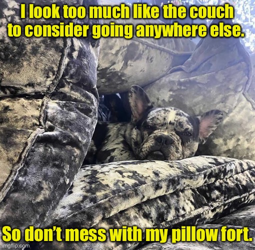 Not Getting Up-holstery | I look too much like the couch to consider going anywhere else. So don’t mess with my pillow fort. | image tagged in funny memes,funny dog memes,funny,dogs | made w/ Imgflip meme maker