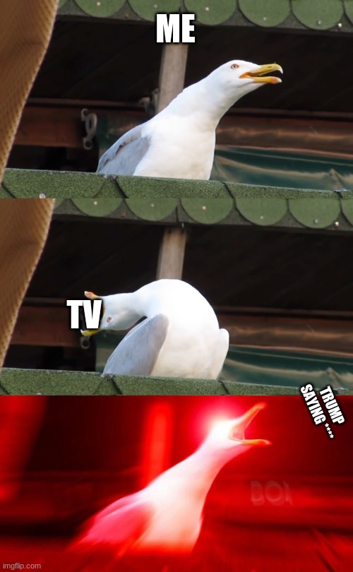 Inhaling seagull | ME; TV; TRUMP SAYING **** | image tagged in inhaling seagull | made w/ Imgflip meme maker