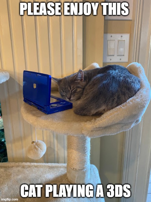 Enjoy this cat | PLEASE ENJOY THIS; CAT PLAYING A 3DS | image tagged in 3ds | made w/ Imgflip meme maker