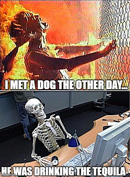 HE WAS DRINKING THE TEQUILA I MET A DOG THE OTHER DAY... | image tagged in burningsarahconnor,skeleton at desk/computer/work | made w/ Imgflip meme maker