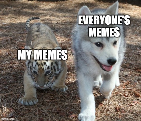  EVERYONE'S MEMES; MY MEMES | image tagged in animals,memes | made w/ Imgflip meme maker