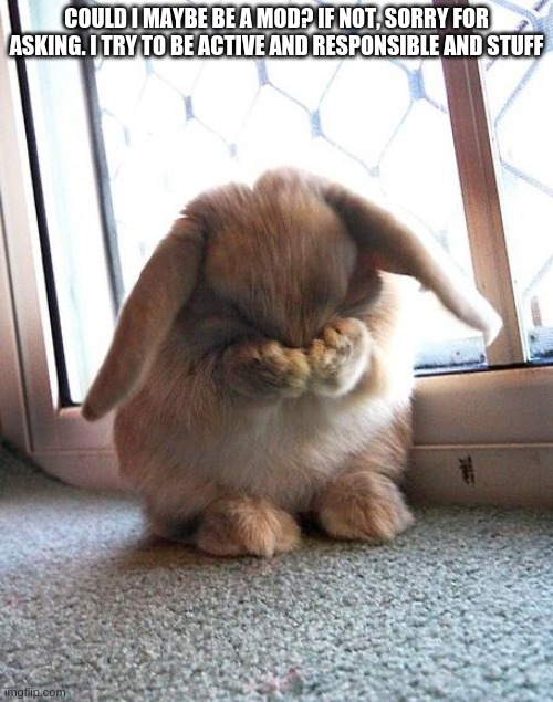 embarrassed bunny | COULD I MAYBE BE A MOD? IF NOT, SORRY FOR ASKING. I TRY TO BE ACTIVE AND RESPONSIBLE AND STUFF | image tagged in embarrassed bunny | made w/ Imgflip meme maker