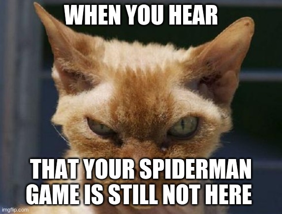 mad | WHEN YOU HEAR; THAT YOUR SPIDERMAN GAME IS STILL NOT HERE | image tagged in mad cat | made w/ Imgflip meme maker