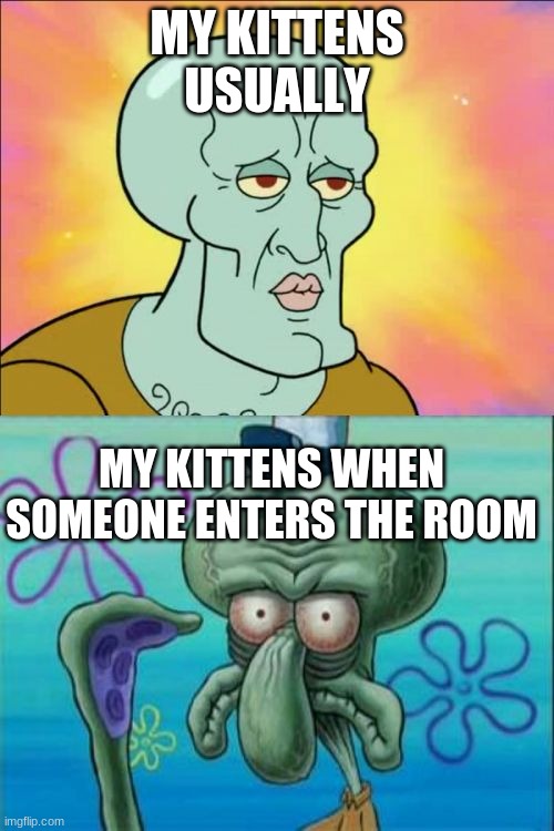 Squidward | MY KITTENS USUALLY; MY KITTENS WHEN SOMEONE ENTERS THE ROOM | image tagged in memes,squidward | made w/ Imgflip meme maker