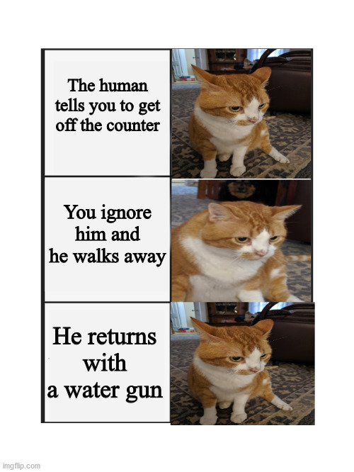 Custom template with my cat | The human tells you to get off the counter; You ignore him and he walks away; He returns with a water gun | image tagged in panik kalm panik | made w/ Imgflip meme maker