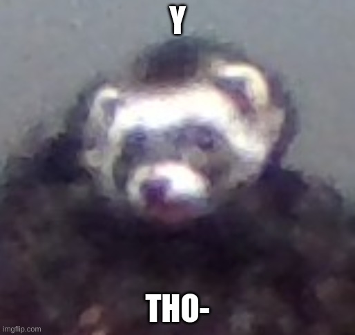 zach's ferret | Y THO- | image tagged in zach's ferret | made w/ Imgflip meme maker