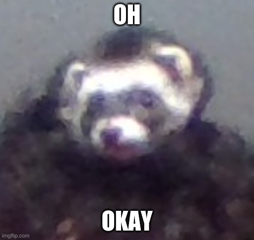 zach's ferret | OH OKAY | image tagged in zach's ferret | made w/ Imgflip meme maker