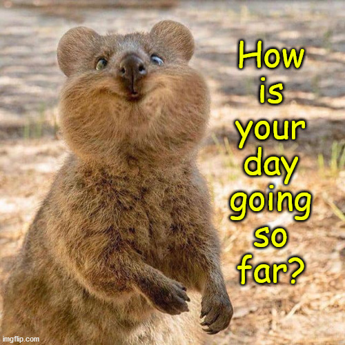 Quokka | How
is
your
day
going
so
far? | image tagged in smile,little furry animal,quokka | made w/ Imgflip meme maker
