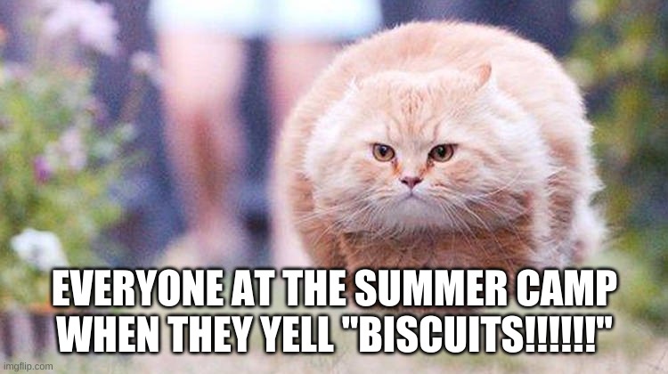 B I S C U I T | EVERYONE AT THE SUMMER CAMP WHEN THEY YELL "BISCUITS!!!!!!" | image tagged in cat,biscuits,memes,fun | made w/ Imgflip meme maker