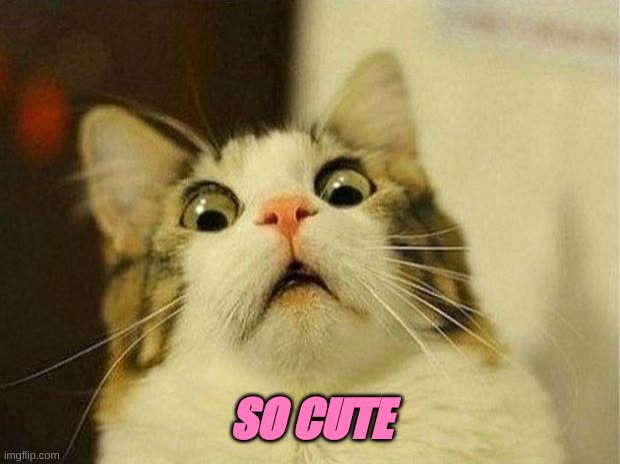 Scared Cat Meme | SO CUTE | image tagged in memes,scared cat | made w/ Imgflip meme maker