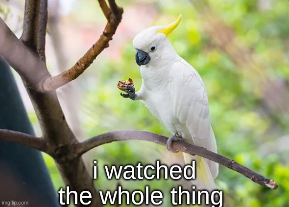 Cockatoo with a nut | i watched the whole thing | image tagged in cockatoo with a nut | made w/ Imgflip meme maker