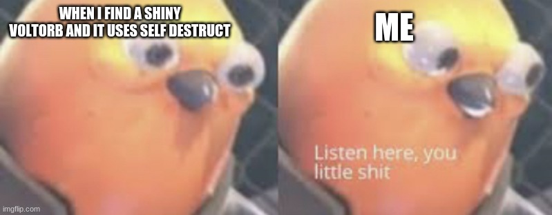IT HURTS | ME; WHEN I FIND A SHINY VOLTORB AND IT USES SELF DESTRUCT | image tagged in listen here you little shit bird | made w/ Imgflip meme maker