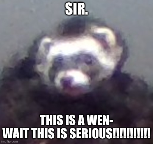 zach's ferret | SIR. THIS IS A WEN-
WAIT THIS IS SERIOUS!!!!!!!!!!! | image tagged in zach's ferret | made w/ Imgflip meme maker