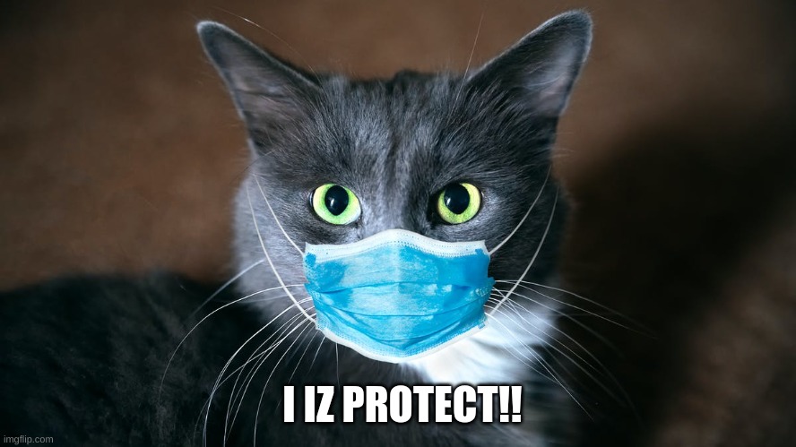 catvid cat | I IZ PROTECT!! | image tagged in catvid cat | made w/ Imgflip meme maker