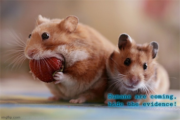 0_0 | Humans are coming, hide the evidence! | image tagged in hamster | made w/ Imgflip meme maker