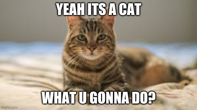 mhm | YEAH ITS A CAT; WHAT U GONNA DO? | image tagged in dogs | made w/ Imgflip meme maker