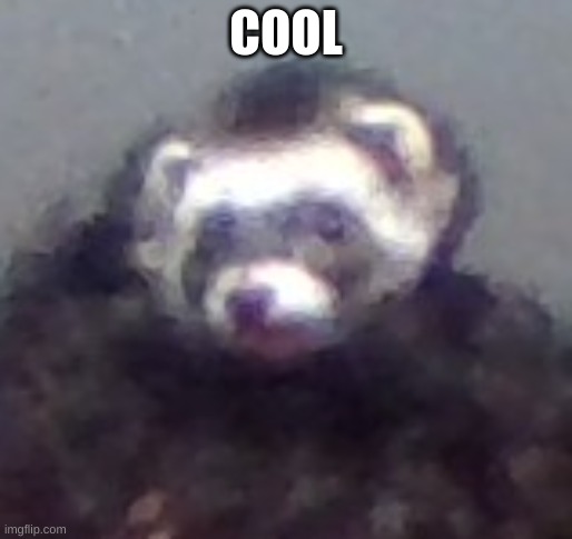 zach's ferret | COOL | image tagged in zach's ferret | made w/ Imgflip meme maker