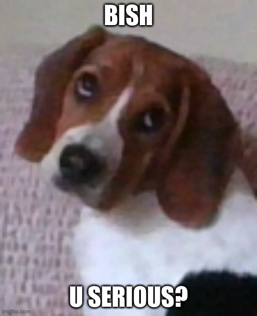 Mu doggo Gus ❤️❤️❤️ | BISH; U SERIOUS? | image tagged in dog,doggo,puppy,funny,serious | made w/ Imgflip meme maker