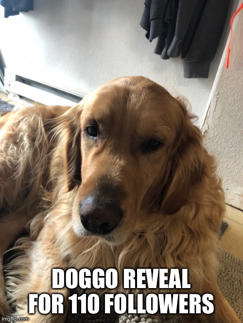 Yes I know, this was slightly delayed, but whatever | DOGGO REVEAL FOR 110 FOLLOWERS | made w/ Imgflip meme maker