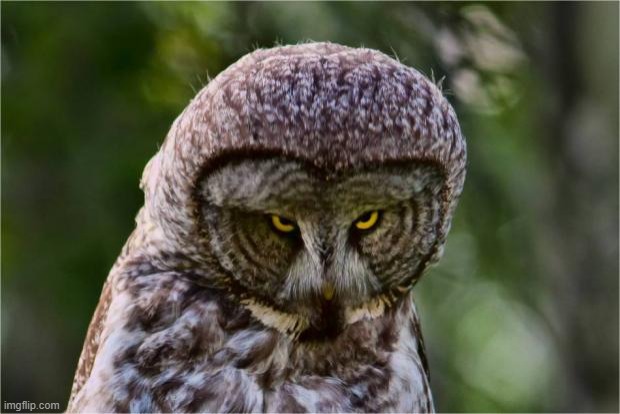 Seriously Owl | image tagged in seriously owl | made w/ Imgflip meme maker