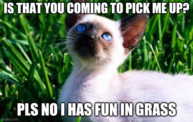pls no leave me in grass i has fun in it | IS THAT YOU COMING TO PICK ME UP? PLS NO I HAS FUN IN GRASS | image tagged in cat looking at sky | made w/ Imgflip meme maker