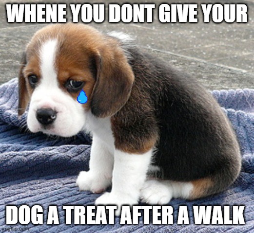 be nice to every dogo | WHENE YOU DONT GIVE YOUR; DOG A TREAT AFTER A WALK | image tagged in sad dog | made w/ Imgflip meme maker