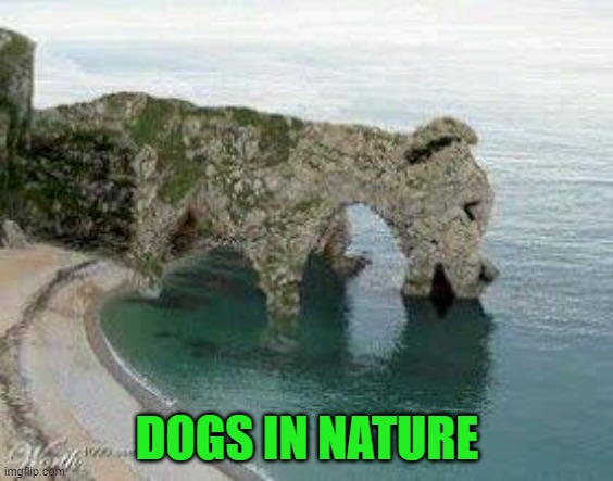 Dogs are everywhere... | DOGS IN NATURE | image tagged in dogs,dog rock,animals | made w/ Imgflip meme maker