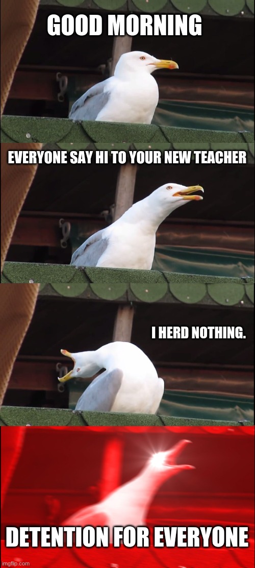 Inhaling Seagull Meme | GOOD MORNING; EVERYONE SAY HI TO YOUR NEW TEACHER; I HERD NOTHING. DETENTION FOR EVERYONE | image tagged in memes,inhaling seagull | made w/ Imgflip meme maker