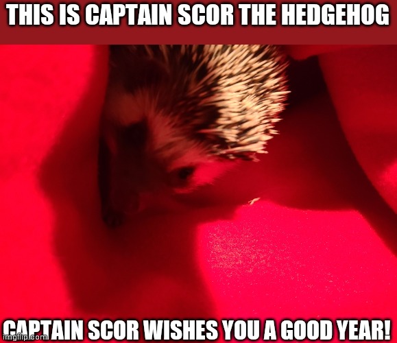 Yes, this is my pet hedgehog | THIS IS CAPTAIN SCOR THE HEDGEHOG; CAPTAIN SCOR WISHES YOU A GOOD YEAR! | image tagged in wholesome | made w/ Imgflip meme maker