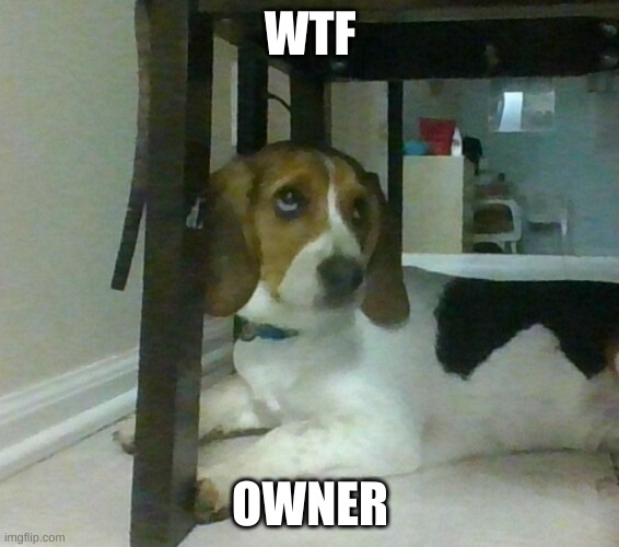 Wtf owner | WTF; OWNER | image tagged in wtf,dogs,funny | made w/ Imgflip meme maker