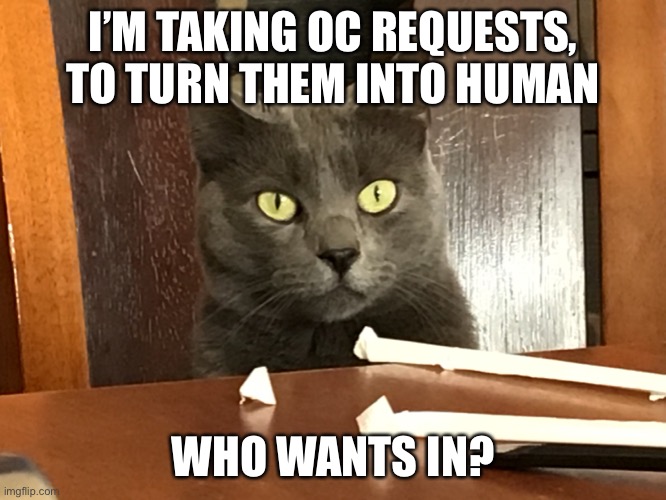 Yes | I’M TAKING OC REQUESTS, TO TURN THEM INTO HUMAN; WHO WANTS IN? | image tagged in yes | made w/ Imgflip meme maker