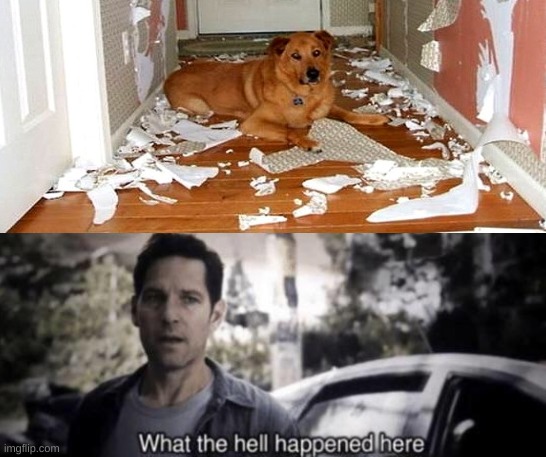 image tagged in what the hell happened here,dogs,destruction | made w/ Imgflip meme maker