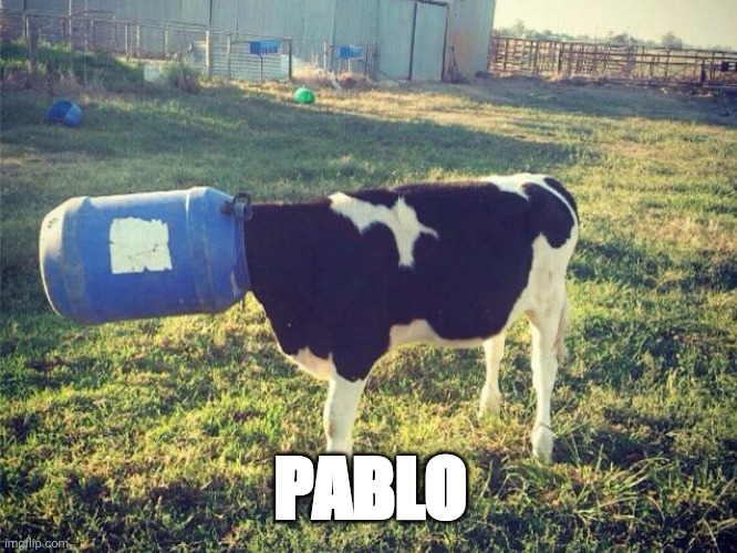 Pablo the cow | PABLO | image tagged in lol | made w/ Imgflip meme maker