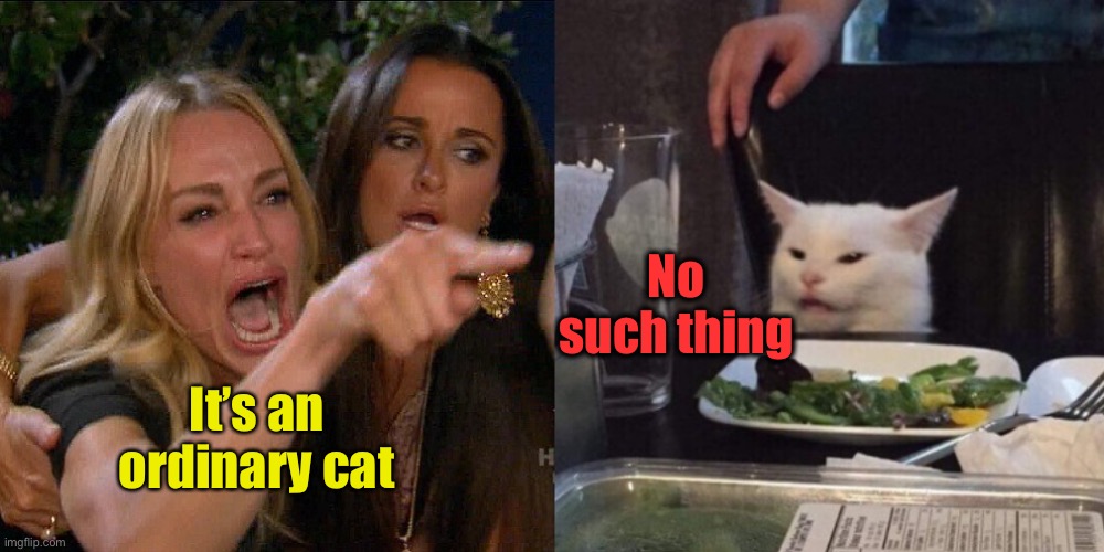 Woman yelling at cat | It’s an ordinary cat No such thing | image tagged in woman yelling at cat | made w/ Imgflip meme maker