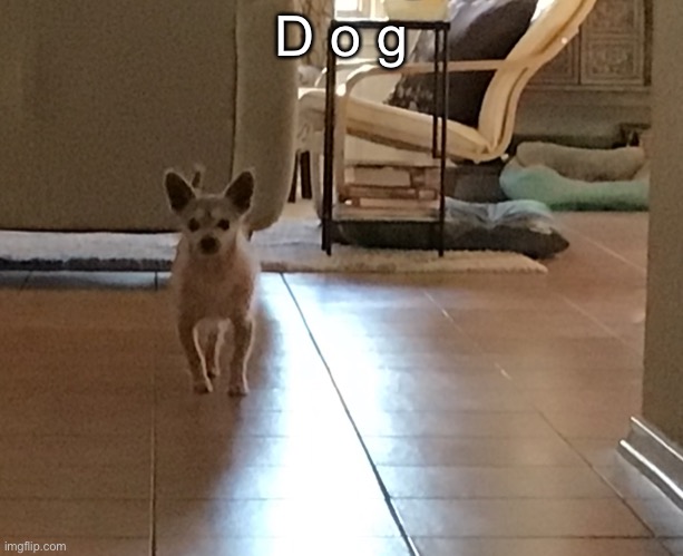 Pet reveal :> | D o g | made w/ Imgflip meme maker