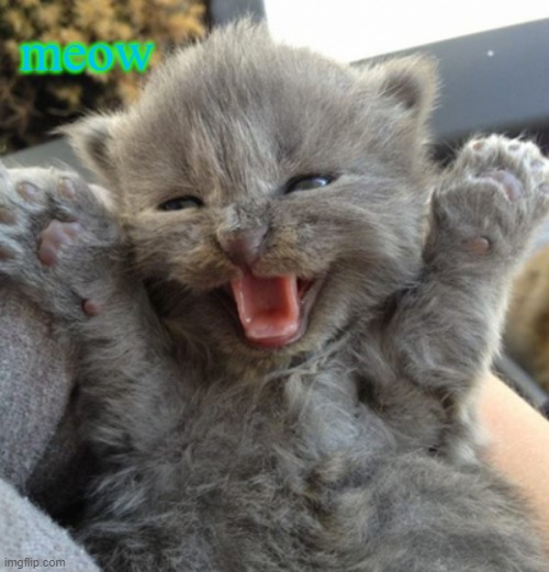meow for the first word | meow | image tagged in excited kitten | made w/ Imgflip meme maker
