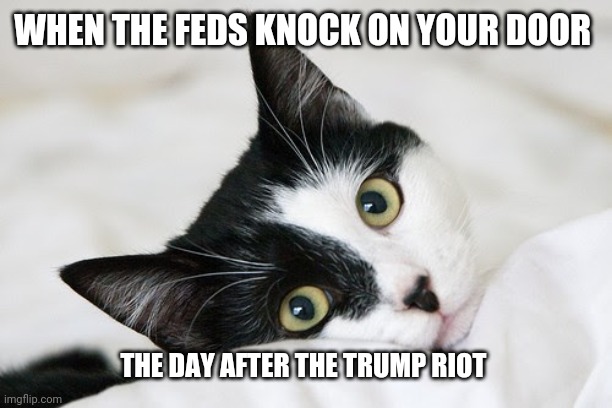Cops knocking on door | WHEN THE FEDS KNOCK ON YOUR DOOR; THE DAY AFTER THE TRUMP RIOT | image tagged in lol,funny memes,cats,lol so funny,memes | made w/ Imgflip meme maker