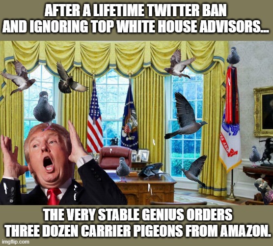 Donald Trump bravely exercises his first First Amendment rights.... | AFTER A LIFETIME TWITTER BAN AND IGNORING TOP WHITE HOUSE ADVISORS... THE VERY STABLE GENIUS ORDERS THREE DOZEN CARRIER PIGEONS FROM AMAZON. | image tagged in donald trump,trump is a moron,election 2020,twitter | made w/ Imgflip meme maker