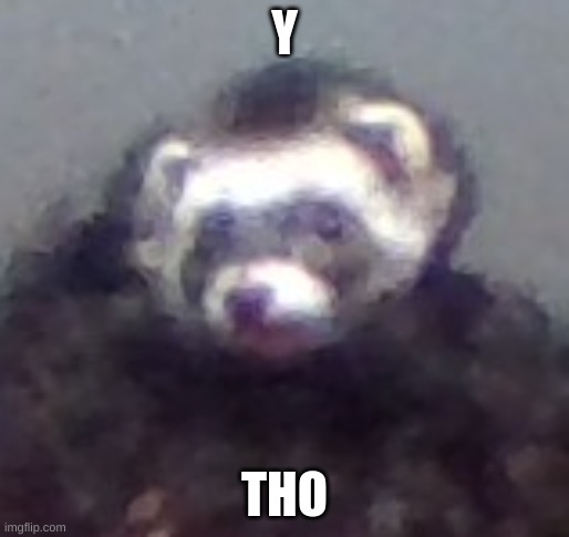 zach's ferret | Y THO | image tagged in zach's ferret | made w/ Imgflip meme maker
