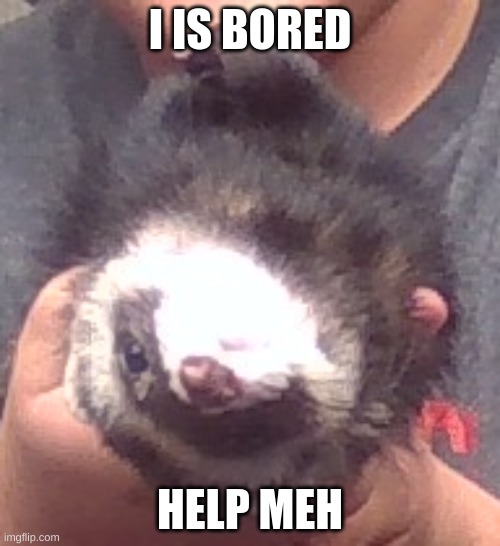 upside down ferret | I IS BORED; HELP MEH | image tagged in upside down ferret | made w/ Imgflip meme maker